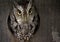 Screech Owl