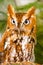 Screech Owl Close-Up