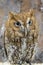 Screech Owl Closeup