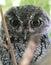 A Screech Owl Hiding on its Roost During Daylight