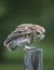 Screech Owl Red Phase on fence post