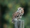 Screech Owl Red Phase on fence post