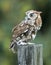 Screech Owl Red Phase on fence post