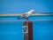 Screeching seagull on old wood pole against beach, sea and sky