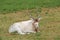 Screwhorn Antelope.