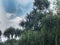 Screwpine Bush with Blue Sky. Pandanus tectorius Big Shrub Tree Growing Tall