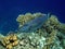 Scribbled Filefish on Coral Reef