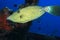 Scribblet leatherjacket filefish