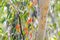 Scribbly Gum Tree in the Australian Bush