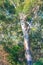 Scribbly gum tree in the forest