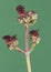 Scrophularia species figworts medium-sized plant with small reddish flowers, yellowish stamens and lantern shape on a deep green