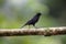 Scrub blackbird Dives warczewiczi in Equador