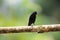 Scrub blackbird Dives warczewiczi in Equador