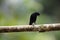 Scrub blackbird Dives warczewiczi in Equador