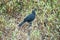 Scrub blackbird in a field