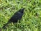 Scrub blackbird on the ground