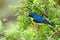 Scrub Euphonia Euphonia affinis perched on a branch, La Fortuna, Costa Rica