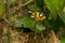 Scrub Euphonia Euphonia affinis perched on a branch, La Fortuna, Costa Rica