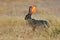 Scrub hare, Etosha National Park, Namibia