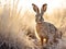 Scrub hare Etosha National Park Namibia