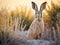 Scrub hare Etosha National Park Namibia