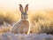 Scrub hare Etosha National Park Namibia