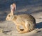 Scrub hare in evening sunlight, Nossob, Kgalagadi park, South Africa