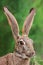 Scrub hare portrait