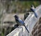 A scrub jay with its face covered in cobwebs