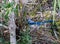 SCRUB JAY PEEKING THROUGH THE FLOWERS