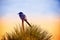 Scrub-Jay in Sunrise