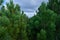 Scrub mountain pines forest