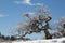 Scrub oak tree covered in snow and ice after a winter storm