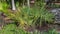 Scrub palmetto Sabal etonia plant - Florida, USA