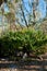 Scrub Palmetto and Trees With Spanish Moss