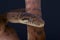 Scrub python / Morelia amethistina