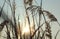 A scrub of reed closeup with sun rays.