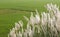 A scrub of reed with paddy field green natural landscape