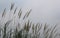 A scrub of reed in the wind landscape