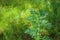 Scrub the young, silvery green herb -Artemisia absinthium