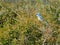 Scrubjay with a Mouthful