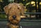 Scruffy airedale terrier dog head shot