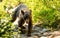 Scruffy Black Bear Walks down Rocky Trail in Grend Teton National Park