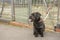 Scruffy black dog left tied to railings outdoors