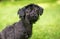 A scruffy black mixed breed dog outdoors