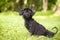 A scruffy black mixed breed dog outdoors