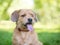 A scruffy brown Terrier mixed breed dog sitting outdoors