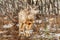 A Scruffy Coat Mule Deer Fawn Baby Poses