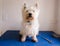 Scruffy dirty west highland white terrier westie dog on grooming