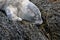 Scruffy Fluffy Gray Baby Harbor Seal on Seaweed